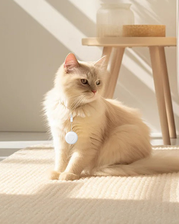 Text reads 'Image 1'. A cream-colored cat wearing a heart-shaped tag sits on a wooden floor near a wooden stool leg, with natural lighting casting shadows.