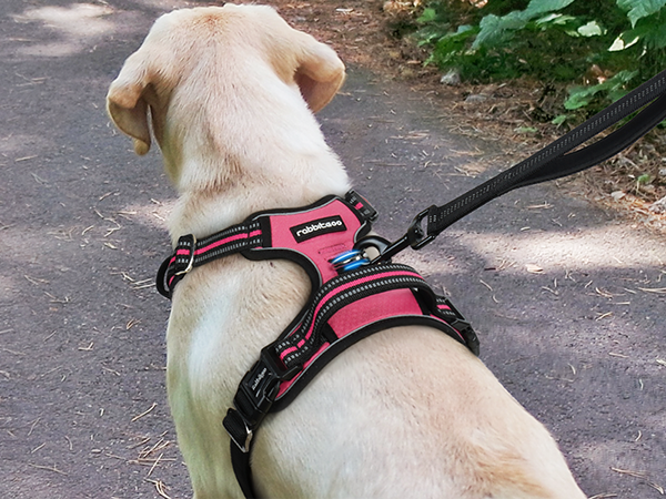 dog harness