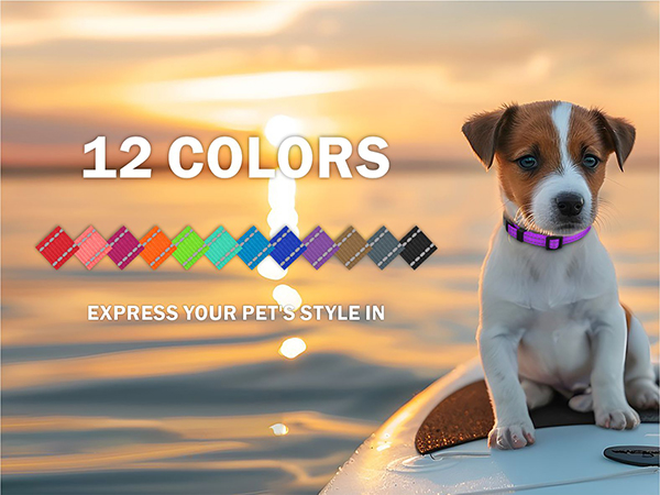  dog collar