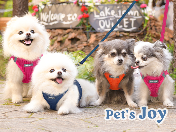 Pet park play with vest harness