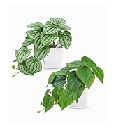 fake plant