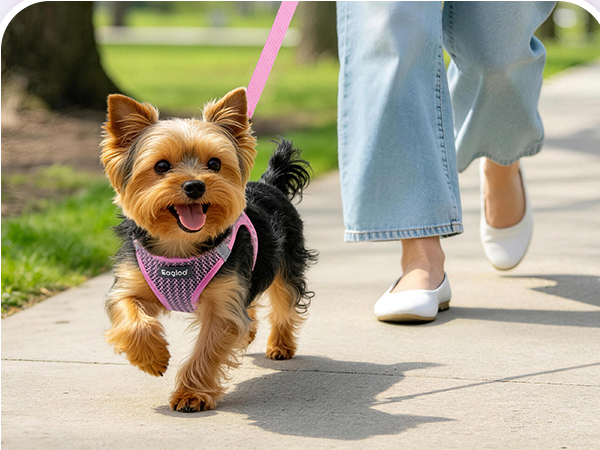 dog harness small dog
