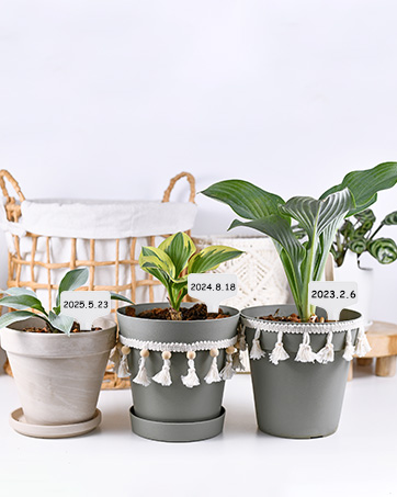 Oligei Plant Labels 120 PCS