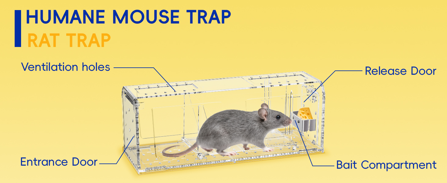 Humane Mouse Trap