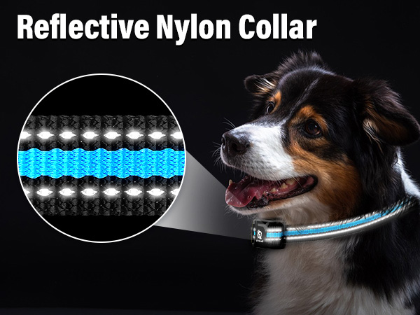 sport dog training collar with remote