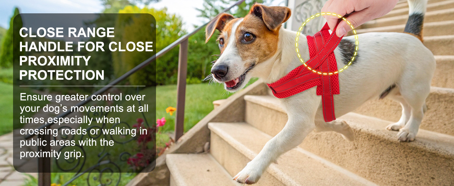 dog harness