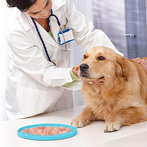 Pets Relieve Anxiety