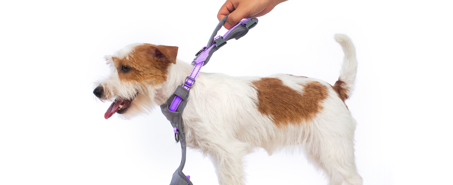 dog harness with handle 