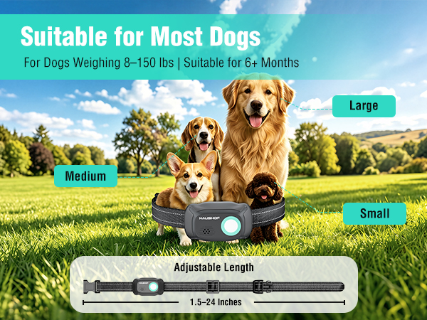 dog collars