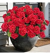 Ouddy Decor Artificial Geranium Flowers for Outdoors, 6 Pcs Fake Silk Flowers UV Resistant Faux G...