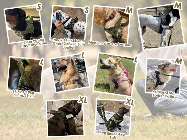No pull dog harness