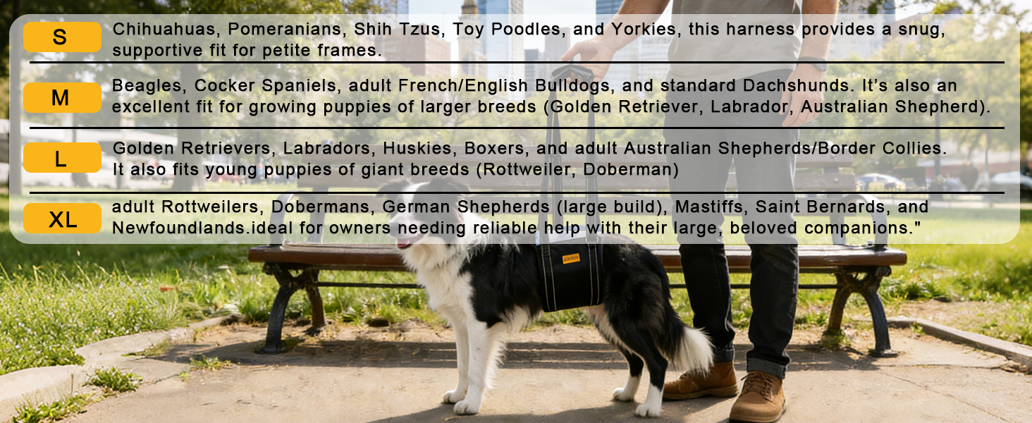 Helping Injured DogsEnjoy Meals -Easily