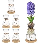 BENECREAT 6 Pcs Bulb Glass Vases for Flowers Forcing Hyacinth Avocado, Clear Decorative Bulb Vase...