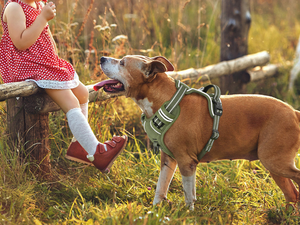 dog harness medium size dog