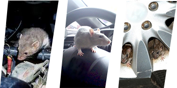 Loraffe Under Hood animal repeller ultrasonic rat repellent mice deterrent electronic vehicle engine