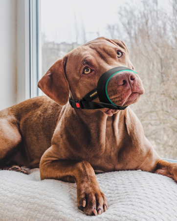 dog muzzle
