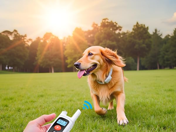 Dog Training Collar