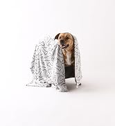 Pet blanket wrapped around cute dog