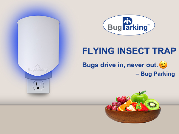 fly insect trap