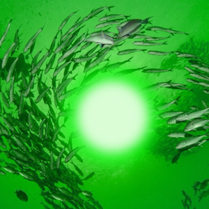 lights for fishing