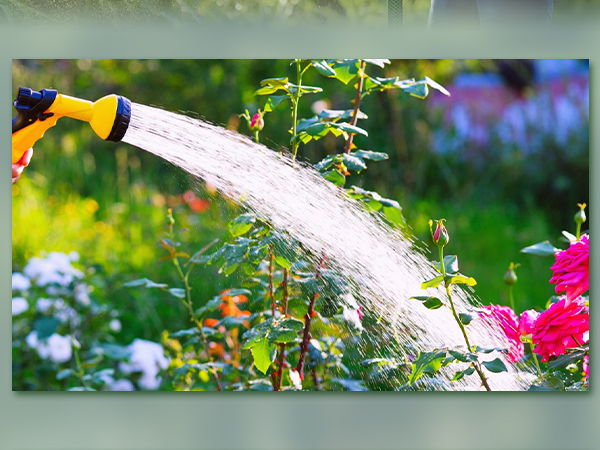 Plant Watering
