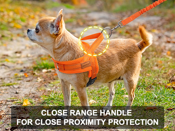 small dog harness