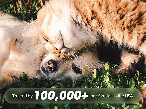 A cat and dog playing, with 100,000+ US families served.