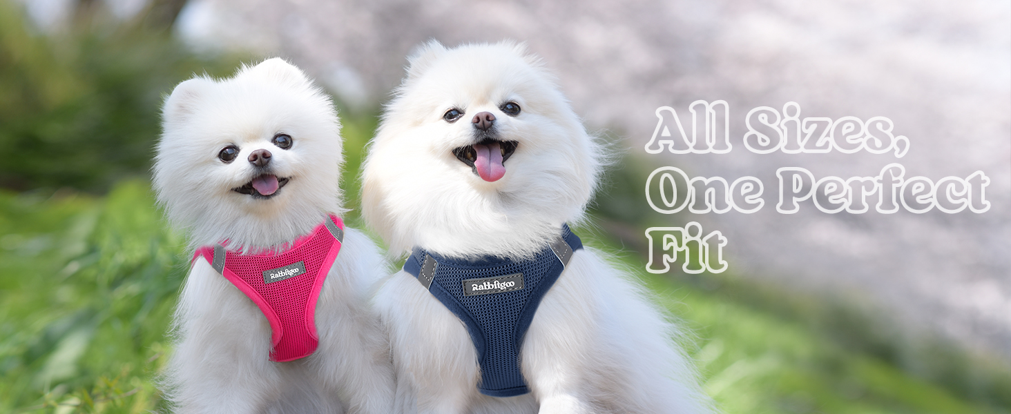 Playing on the grass with small dog harness
