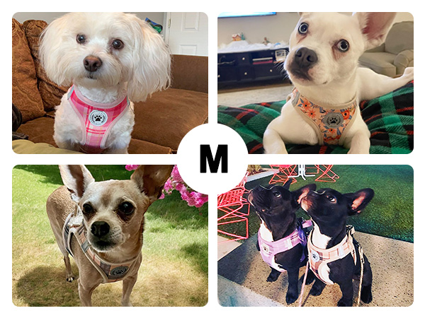 dog harness and leash set
