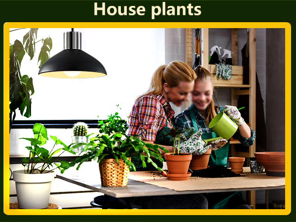 house plants
