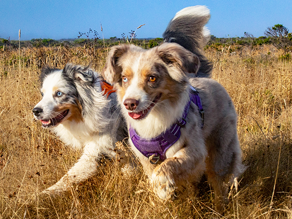 dog harness