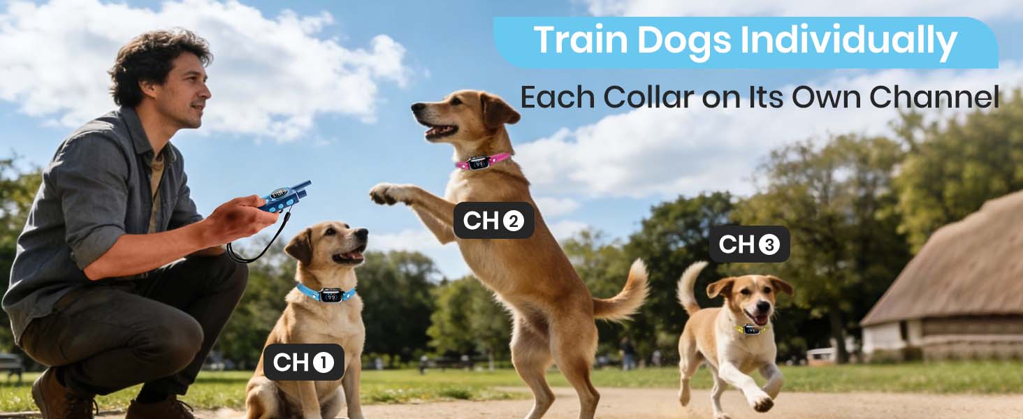 dog training collar with remote