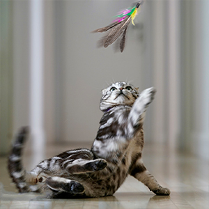 cat wand toys 3