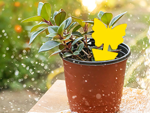 Plant Fly Stickers for Indoor and Outdoor