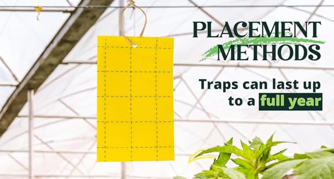 outdoor double side pest control glue trap