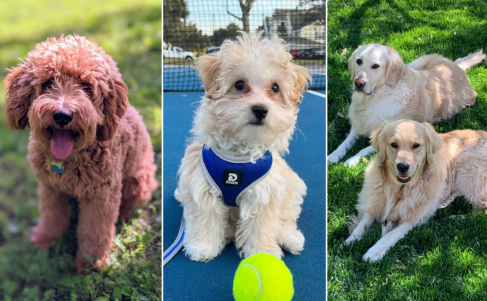 brush blow dryer furminator for dogs dog brush for shedding dog grooming table dog dryer