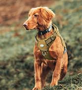 dog harness03