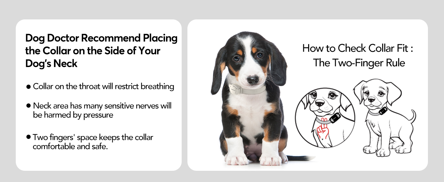 dog collar