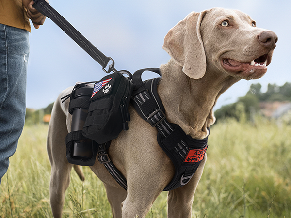 dog harness