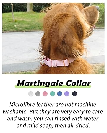Martingale Collar