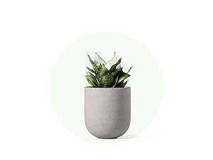 indoor planter