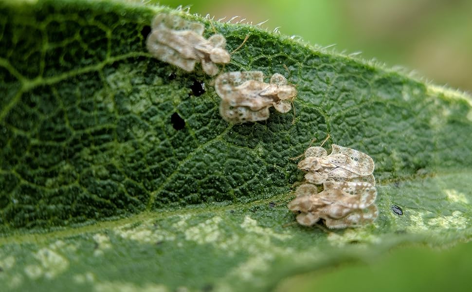 Lace bugs