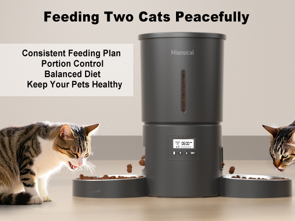automatic dual cats feeder