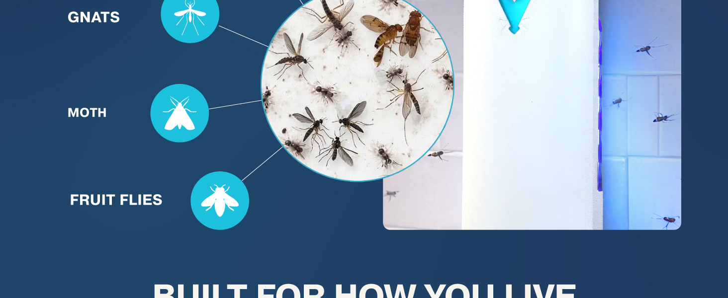 Vector trap graphic shows house flies, gnats, moths, and fruit flies drawn to the sticky glue cards.
