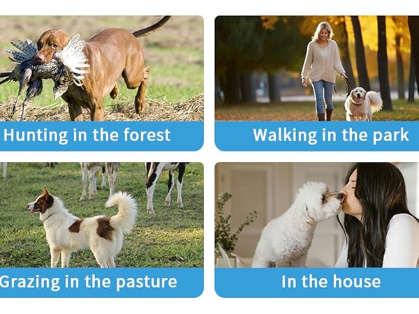 Dog GPS Tracker Scenes