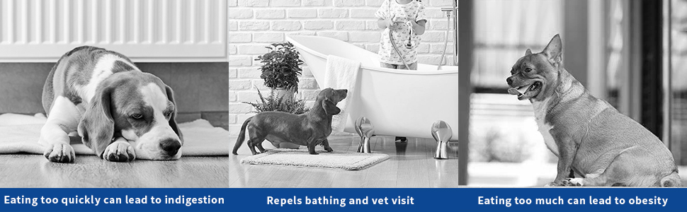 Side effects of pets eating too fast