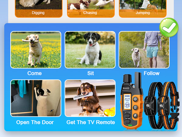 dog training collar 2 dogs