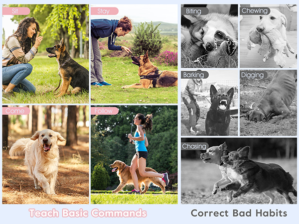 e collar for dogs training