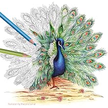 peacock 3