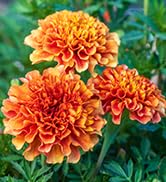 Burpee Happy Days Marigold Seeds, Mixed Colors - Dwarf French Marigold